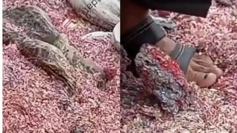 Penemuan 21 Karung Cacahan Diduga Uang Asli. (Istimewa).