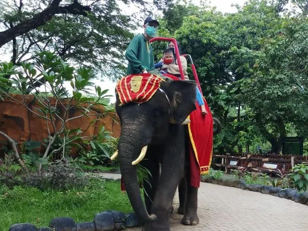 Ilustrasi atraksi Gajah Tunggang (Foto: Esti Widiyana/detikcom)