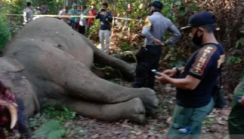 Petugas BBKSDA Riau dan Kepolisian mengamankan lokasi pembunuhan gajah sumatera di Kecamatan Kelayang, Kabupaten Inhu, Riau, Rabu, 15 April 2020. Kredit: ANTARA/HO-BBKSDA Riau