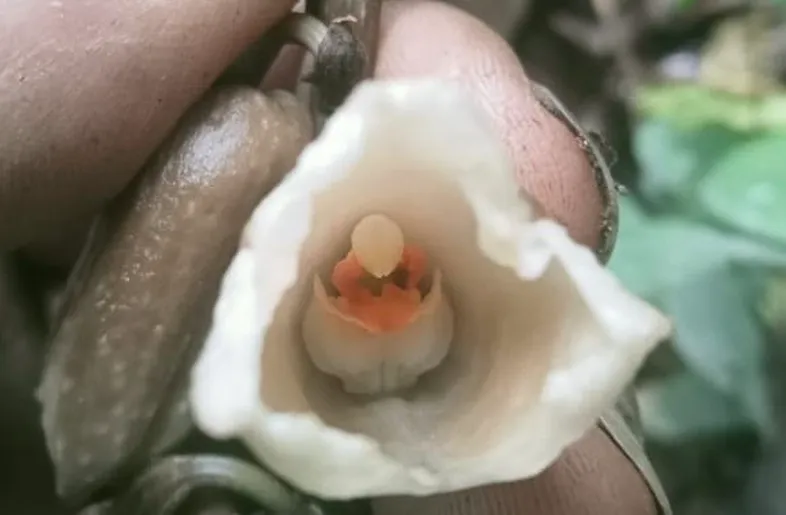 Anggrek Gastrodia Biruensis yang ditemukan di kawasan Taman Nasional Bromo Tengger Semeru (TNBTS). (Dok. Balai Besar Taman Nasional Bromo Tengger Semeru)