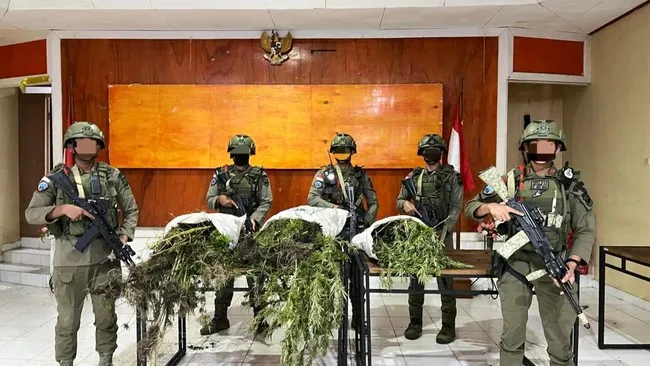 Ladang Ganja di Pegunungan Bintang Papua Ditemukan Satgas Cartenz. (Istimewa).