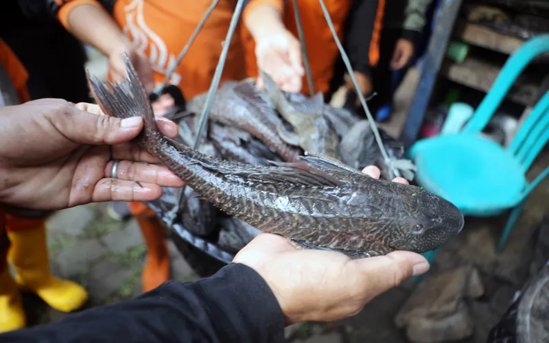 Puluhan petugas PPSU sisir kali Ciliwung untuk berantas ikan sapu-sapu, Jakarta Timur, Jumat (17/4/2026). Sekitar dua puluh orang petugas Penanganan Prasarana dan Sarana Umum (PPSU), turun ke aliran kali bertujuan untuk menangkap ikan sapu-sapu yang mencemari kali. Robinsar Nainggolan