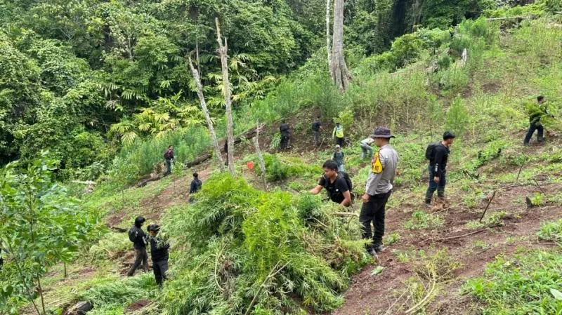 Polda Sumsel Temukan 20 Hektare Ladang Ganja Jaringan Sumatra-Jawa. (Suara).