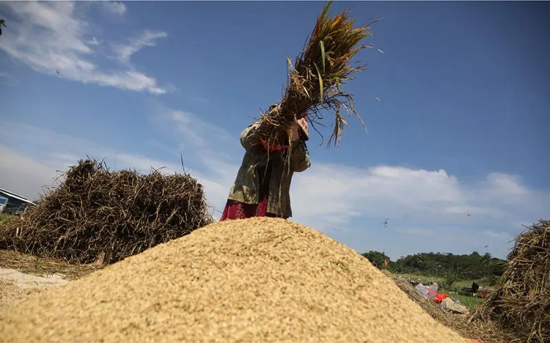 Panen padi di Jonggol, Kabupaten Bogor, merupakan salah satu pilar utama lumbung pangan di wilayah Jawa Barat. Kecamatan Jonggol, bersama dengan wilayah tetangganya seperti Cariu dan Tanjungsari, dikenal sebagai produsen sekaligus penyumbang produksi padi terbesar bagi Kabupaten Bogor. Robinsar Nainggolan