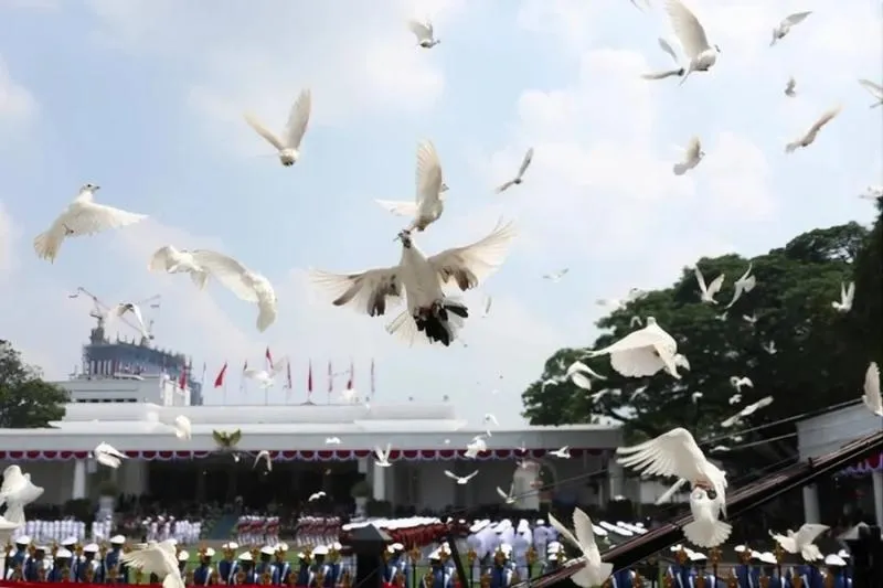Pengadaan Merpati Rp305 Juta untuk HUT ke-81 RI saat Bencana Disorot. (Istimewa).