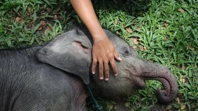 Ilustrasi anak gajah sumatra. (AFP/WAHYUDI)