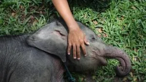 Anak Gajah Mati di Kawasan Konsesi Jambi, BKSDA Selidiki