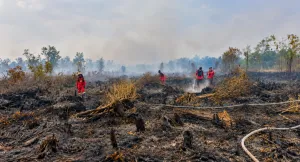 Malaysia Minta Kompensasi dan Bantah Perusahaannya Terlibat Karhutla