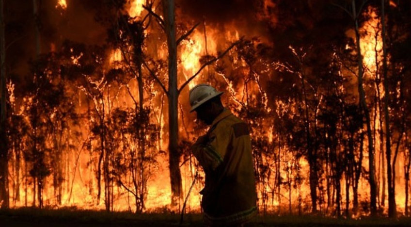 Kebakaran hutan (foto: Netralnews)