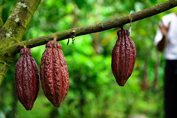 Buah Kakao (Foto: cocoainfo.wordpress.com)