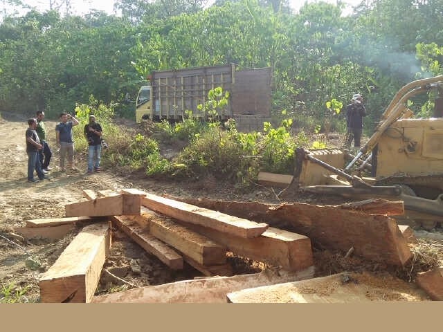 Kemenhut Meringkus DPO Pemodal Ilegal Logging di Kalteng