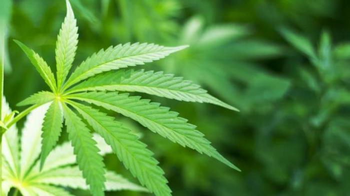 Daun ganja (Foto: Tribun)