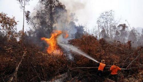 Ilustrasi Kebakaran Hutan dan Lahan. (Foto: datariau.com)