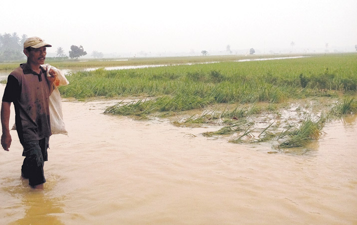Ilustrasi Curah Hujan Tinggi, 118 Hektare Sawah, Terendam Banjir di Sumut (analisadaily.com)