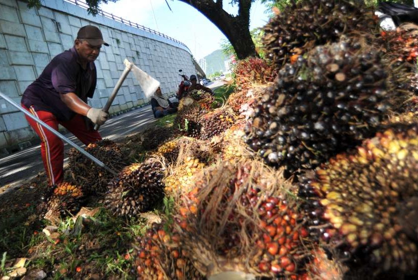 Petani memindahkan buah kelapa sawit yang baru dipanen (ilustrasi: Republika)