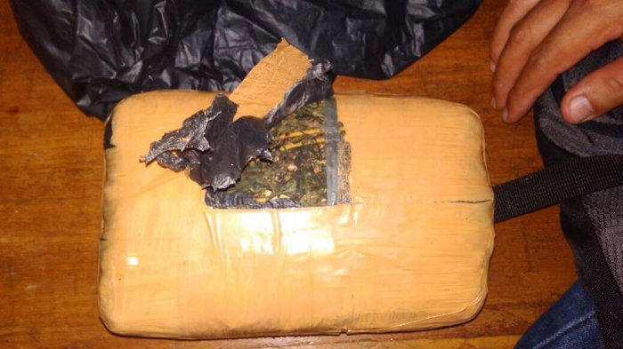 Paket ganja (Foto: Tribun)