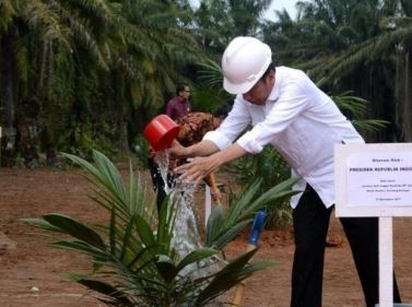 Presiden Joko Widodo menanam kelapa sawit (Foto: Kontan)
