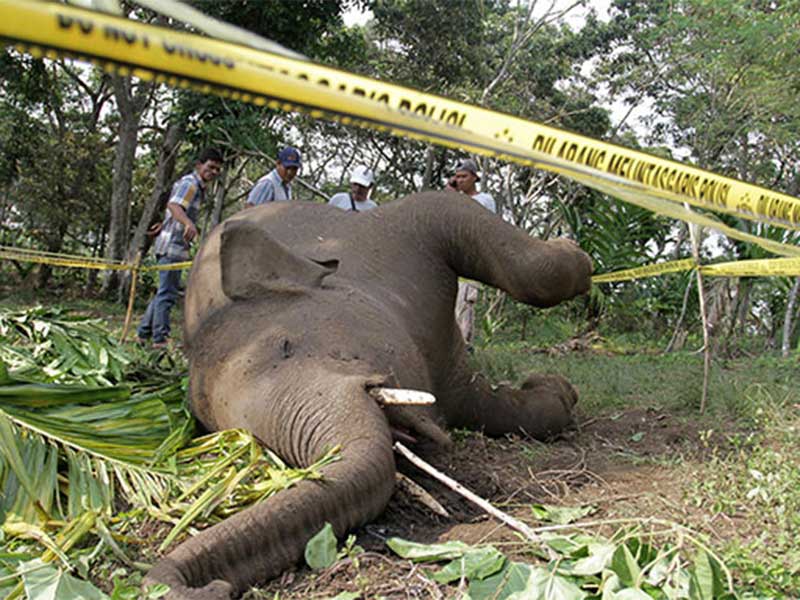 Gajah mati diambil gadingnya oleh pemburu (Foto: Media Indonesia)